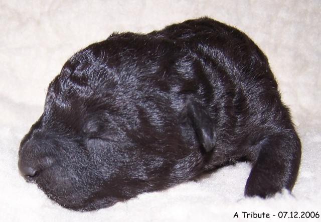 9-Ruede - Male 1 - 07122006-4.jpg